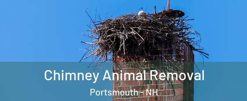  Chimney Animal Removal Portsmouth - NH