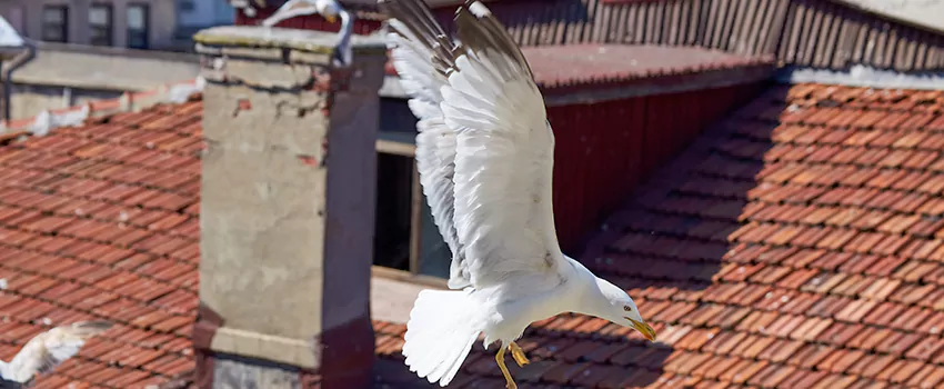 Residential Chimney Animal Removal Solution in Portsmouth, NH