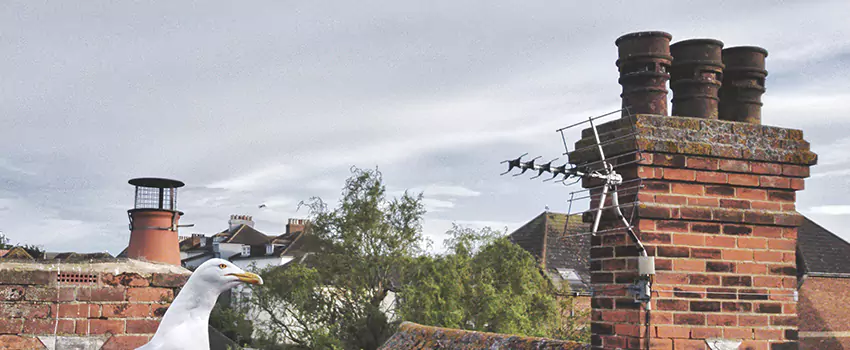 Chimney Cleaning And Restoration in Portsmouth, New Hampshire